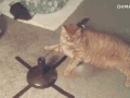 cat-doesnt-give-a-damn