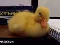 cute-sleepy-duckling