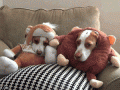 dog-5