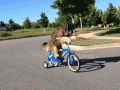 dog-going-for-a-neighbourhood-bicycle-ride
