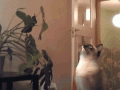 epic-cat-high-jump-fail