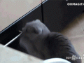 funny-cat-with-sorry-face-on-being-busted