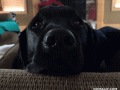 funny-dogs-reaction-to-hearing-its-bath-time