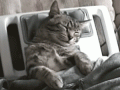 kitty-5
