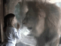 lion-1