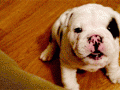 puppy-1