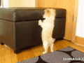 puppy-jumping-in-joy-like-a-kid