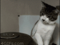 wtf-cat_zps06e7b5a9